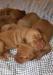 Vizsla puppies
