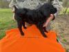 Pup from previous litter