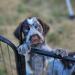 Teal Male - Available 