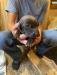 Chocolate male available