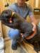 Chocolate male available