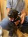 Black female available
