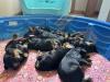 Puppies at 2 weeks...eyes opening!