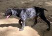 Ivy is a black roan female GSP puppy born 4/25/24to Ellee and Rambler.  She has a great personality and gorgeous as well. 