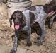 Princess is a female liver roan born 4/23/24 to Dixie and Pete aka Hunt ‘Em Up Joe.  She is just the right age to begin training. 