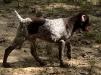 Poppy is a liver roan female GSP puppy born 4/25/24 to Ellee and Rambler.  Solid liver head.  Beautiful patches!  
