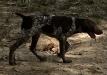 Penny is a dark liver roan female GSP born 4/25/24 to Ellee and Rambler.  Absolute great temperament!  Beautiful!