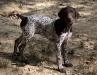 Dahlia is a gorgeous light colored white and liver ticked/liver roan female born 4/25/24 to Ellee and Rambler.  Great puppy! 