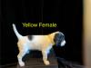 Yellow female
