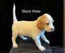 Black Male