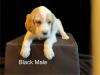 Black Male