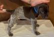 Male-Blue Collar