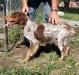 Texas Red (Grandson of Grand Champion "Atos")