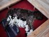 Puppies! “The Marvel Litter” Whelped 8/23/24