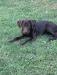 Dora- four months old! Dora is retrieving on land and water, kennel training, duck scented, up-to-date on vaccinations and dew claws removed! Dora is good with young kids and other dogs!! Price:$900