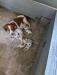 Roxie Tripp Puppies Born 6-15-2024