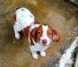 Dam: Dr Jacs Turkey Creek Roxanne O'Dee_Roxie
