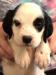 #F24M2 White, Black, & Ticked male born 05/03/24 $1000.00