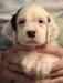 #G24M1 Tri-Color male born 05/12/24 $1050.00