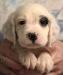 #G24M3 Tri-Color male born 05/12/24 $1050.00