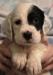 #G24M5 Tri-Color male born 05/12/24 $1050.00