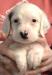#H24M1 Tri-Color male born 05/13/24 $1050.00