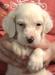 #H24M3 White, Orange, & Ticked male born 05/13/24 $1050.00