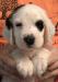 #J24M1 White, Black, & Ticked male born 07/02/24 $900.00