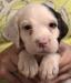#K24M2 White, Chestnut, & Ticked male born 07/08/24 $950.00
