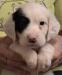 #K24M4 Tri-Color male born 07/08/24 $950.00