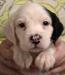 #K24M3 Tri-Color male born 07/08/24 $950.00