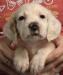 #L24M1 White, Orange, & Ticked male born 07/09/24 $950.00