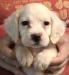 #L24M3 Orange Belton male born 07/09/24 $1050.00