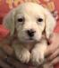 #L24M4 Orange Belton male born 07/09/24 $1050.00