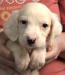 #L24M5 Orange Belton male pup born 07/09/24 $1050.00