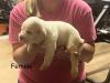 White with Orange Markings