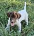 Male, all white no patches