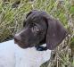 Female, blue collar, not much white on face