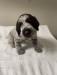 Make Griff puppy; 4 wks old