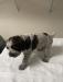 Male Griff puppy; 4 wks old