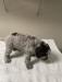 Male Griff puppy; 4 wks old