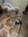 Mother, Minnie and pup 