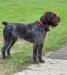 AKC OFA Sire