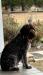 AKC NAVHDA OFA Mom/Dam