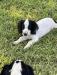 white with black markings 