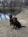 Sire on the left: SHR Wyngmaster Timber Roux JH
Dam on the right: SHR DeeCoy Vanover JH