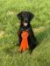 Ravin
Senior level dog 
Cold blinds
300 yard marks retrieves whistle stop casting