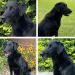 Lex is the mom of the puppies and is an AKC Senior Hunter.