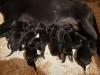 Ridge x Lex pups 9 males and 2 females