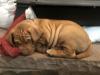 SOLD A chunky pup, Green Boy needs his sleep. 